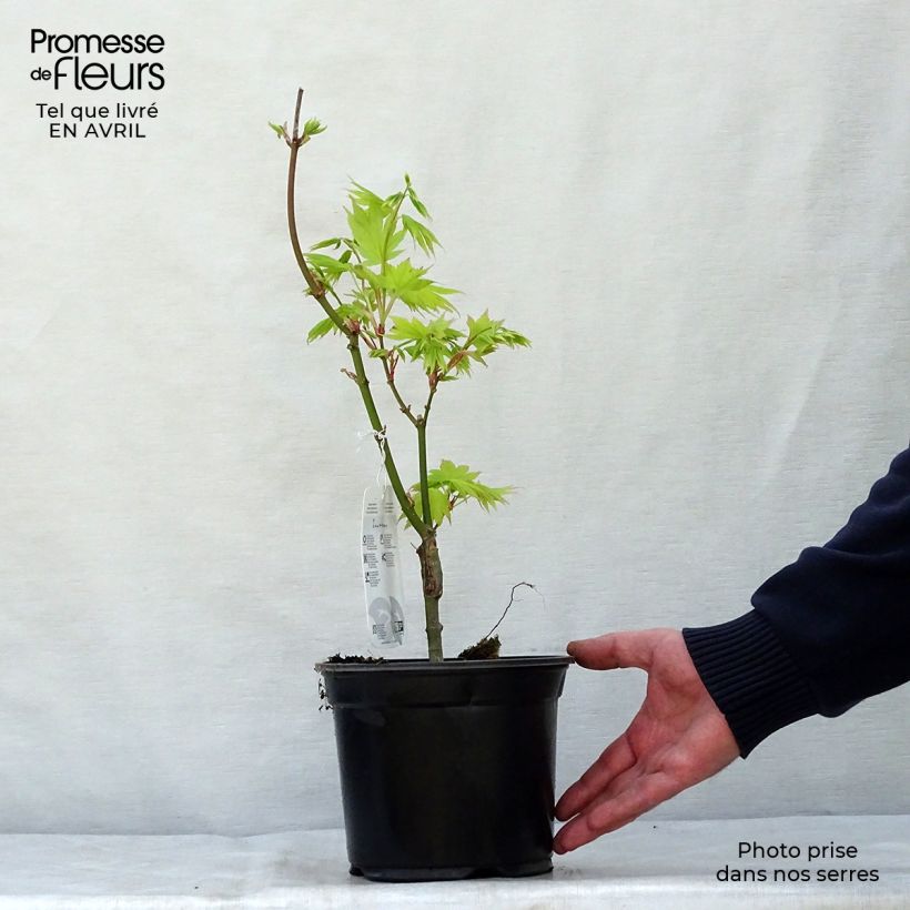 Acer palmatum Summer Gold - Japanese Maple 3L/4L pot sample as delivered in spring
