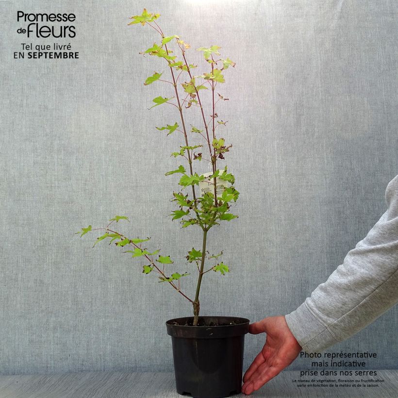 Acer palmatum Summer Gold - Japanese Maple 3L/4L pot sample as delivered in autumn