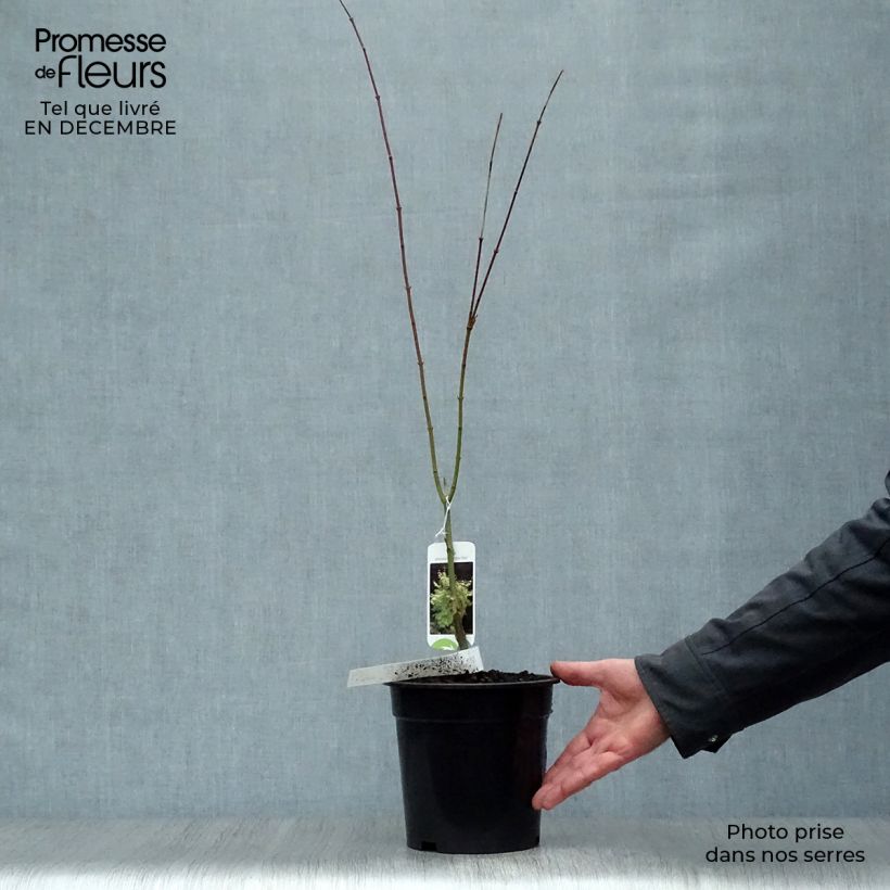 Acer palmatum Summer Gold - Japanese Maple 3L/4L pot sample as delivered in winter