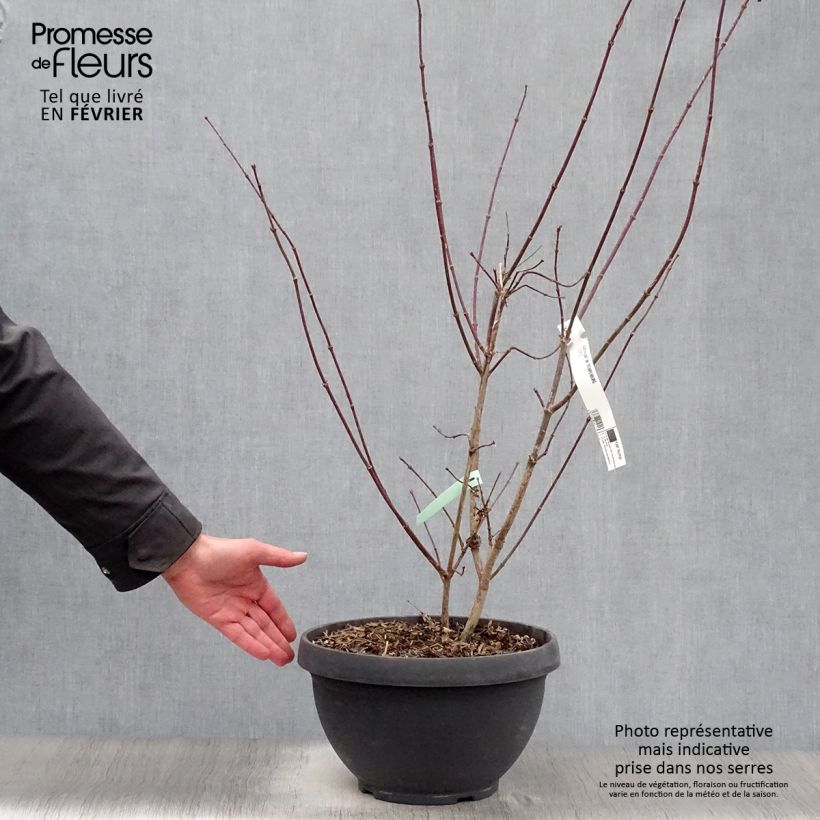 Acer palmatum Trompenburg - Japanese Maple 6L/7L pot sample as delivered in winter