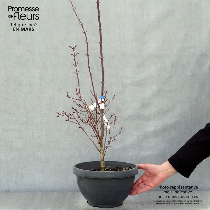 Acer palmatum Twomblys Red Sentinel - Japanese Maple 7.5L/10L bowl sample as delivered in spring