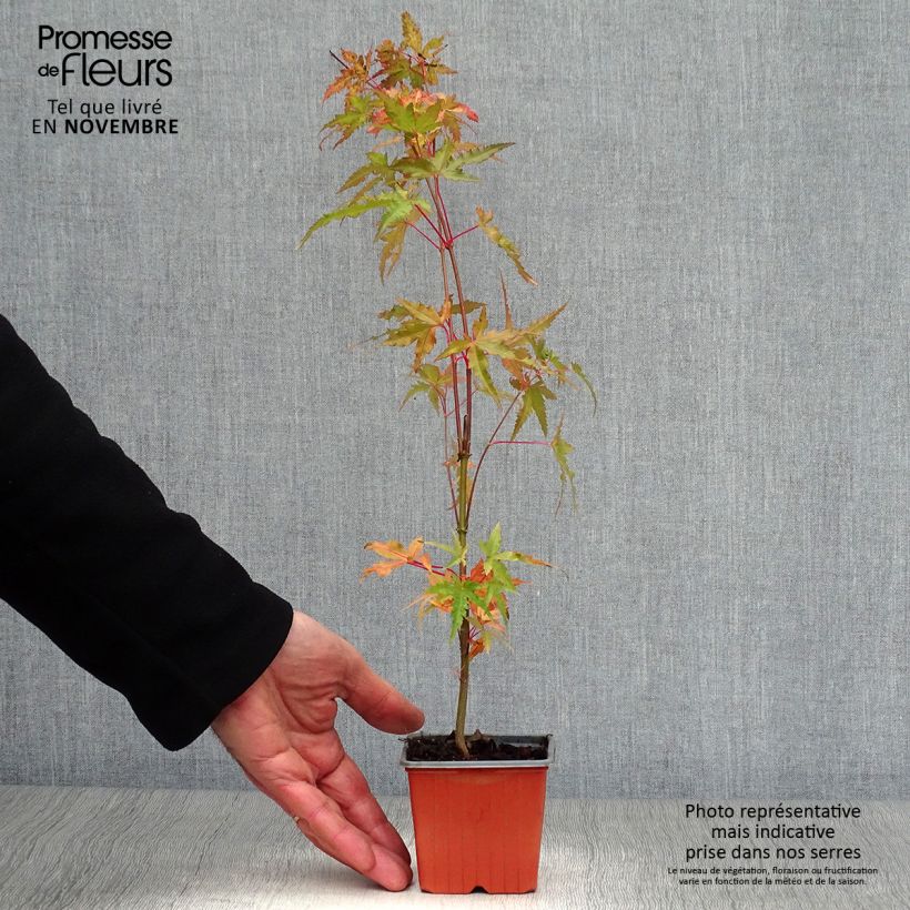 Acer palmatum - Japanese Maple 8/9 cm pot sample as delivered in autumn