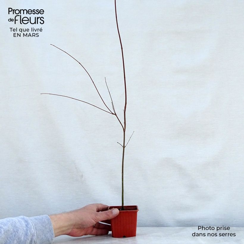 Acer palmatum - Japanese Maple 8/9 cm pot sample as delivered in spring