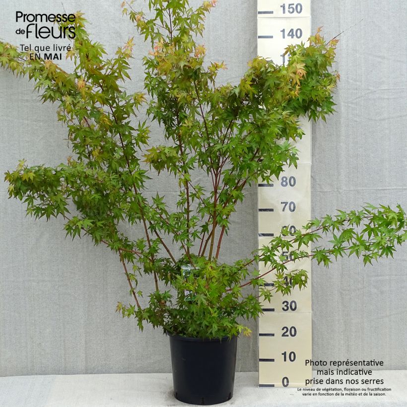 Acer palmatum - Japanese Maple 7.5L/10L pot sample as delivered in spring