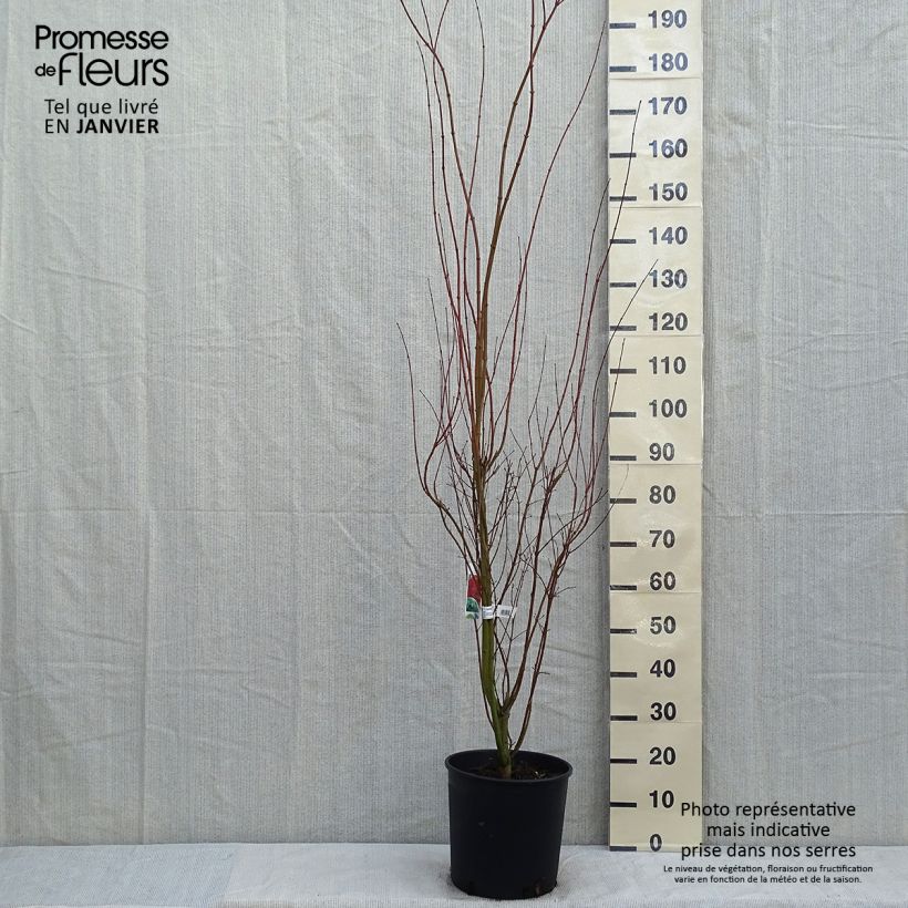Acer palmatum - Japanese Maple 7.5L/10L pot sample as delivered in winter