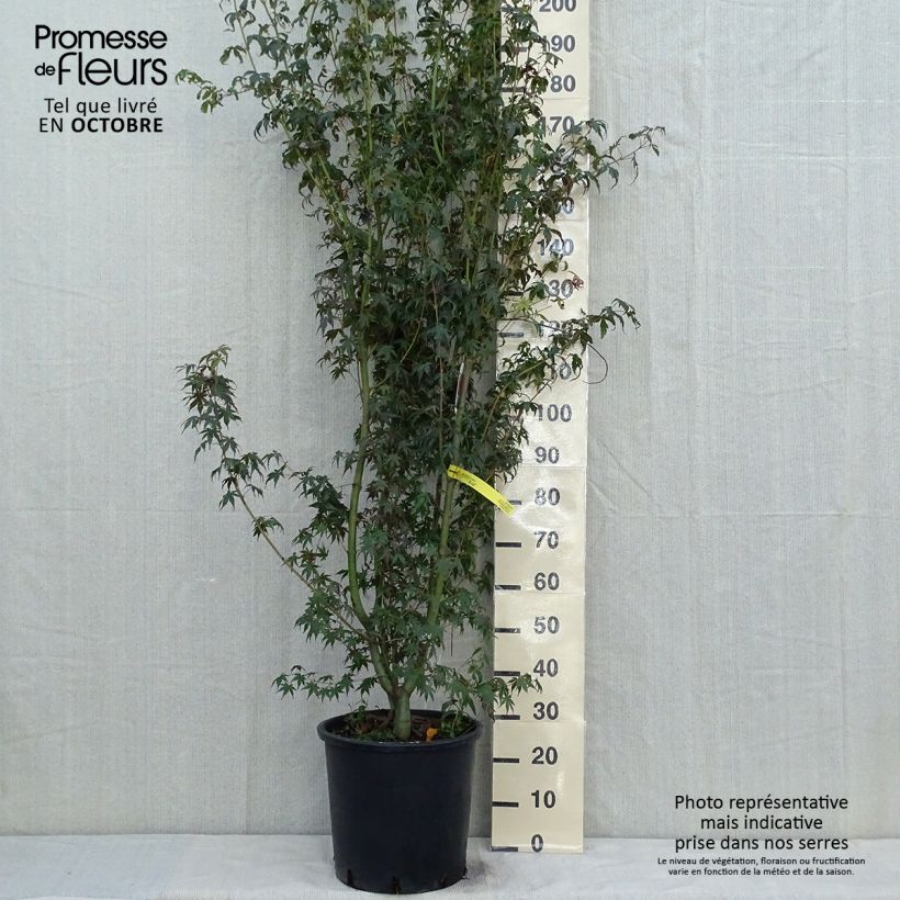 Acer palmatum - Japanese Maple 20L/25L pot sample as delivered in autumn