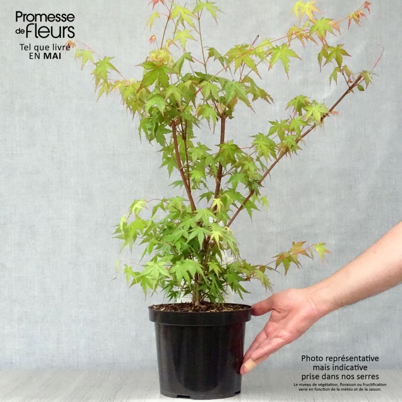 Acer palmatum - Japanese Maple 3L/4L pot sample as delivered in spring