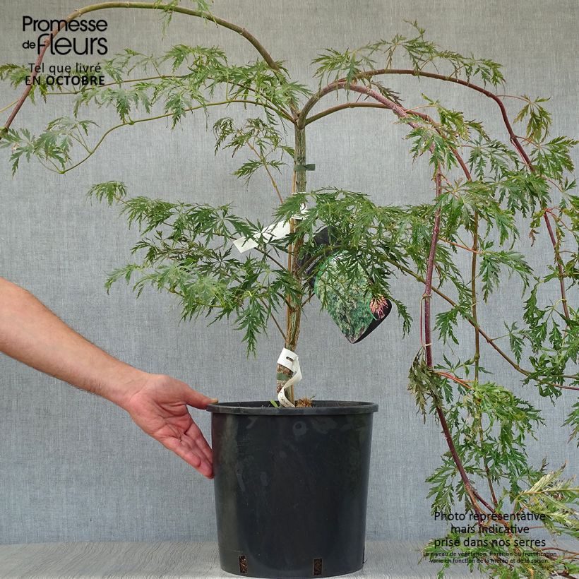 Acer pseudosieboldianum Ice Dragon - Maple 7.5L/10L pot sample as delivered in autumn