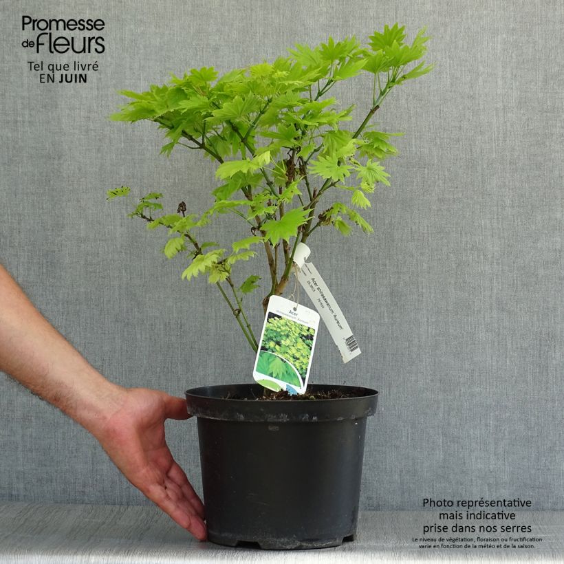Érable du Japon - Acer shirasawanum Aureum Pot de 3L/4L sample as delivered in summer