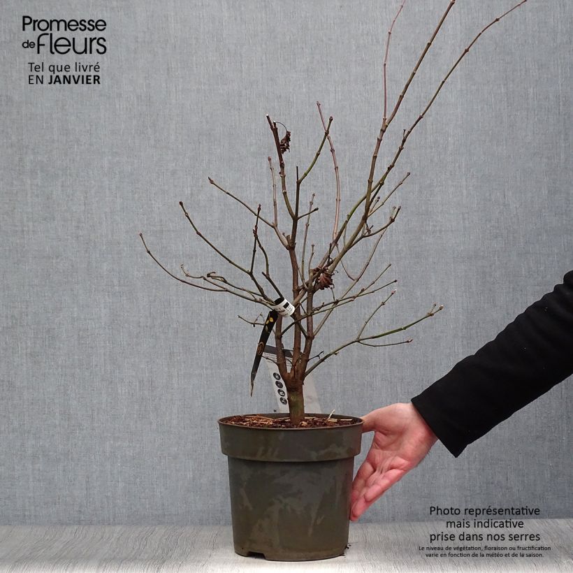 Acer shirasawanum Autumn moon - Japanese Maple 7.5L/10L pot sample as delivered in winter