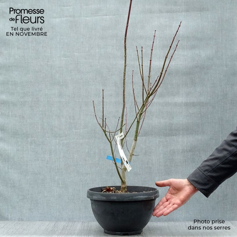 Acer shirasawanum Jordan - Japanese Maple 7.5L/10L bowl sample as delivered in autumn