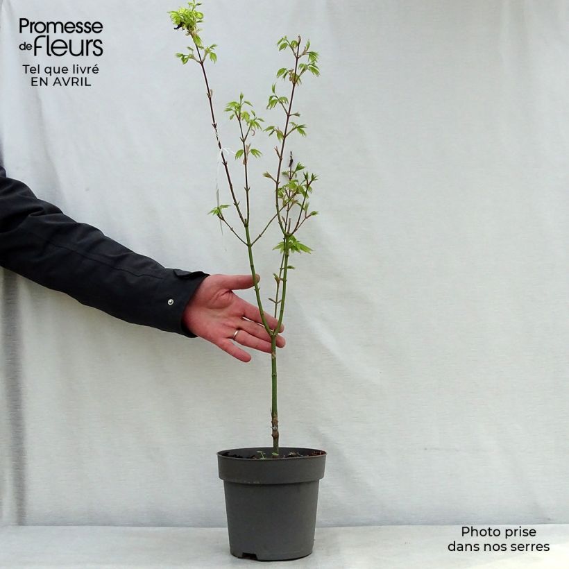 Acer shirasawanum Jordan - Japanese Maple 2L/3L pot sample as delivered in spring