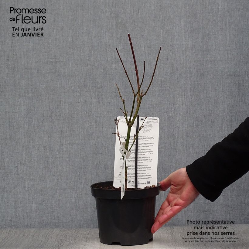 Acer shirasawanum Jordan - Japanese Maple 2L/3L pot sample as delivered in winter