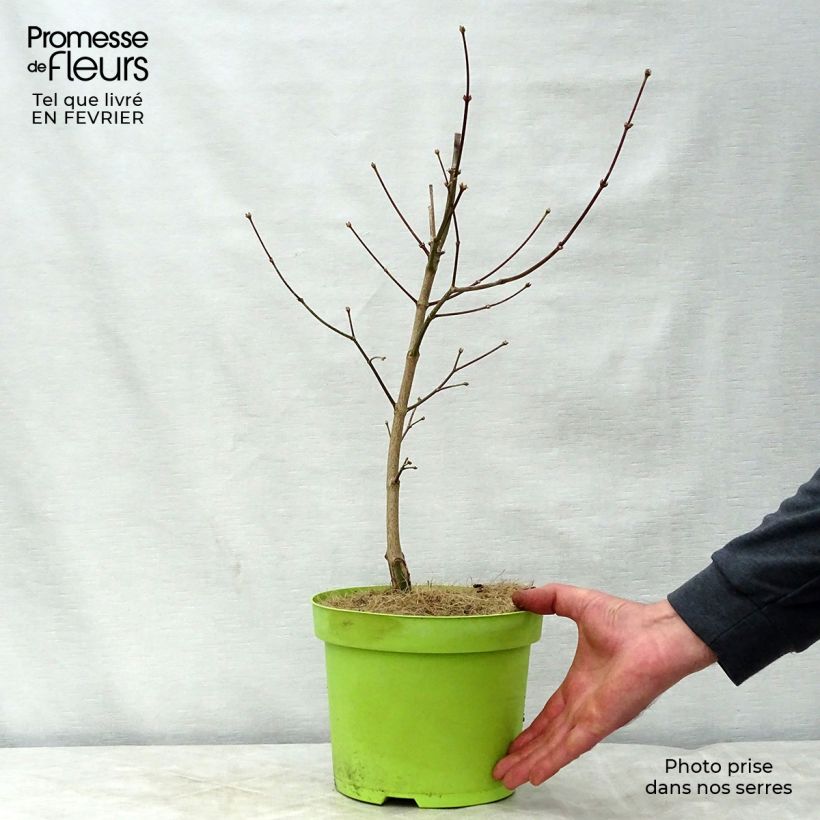 Acer shirasawanum Moonrise Munn001 - Japanese Maple 6L/7L pot sample as delivered in winter