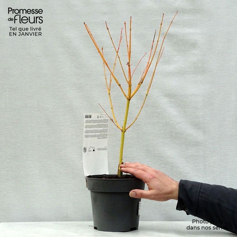 Acer palmatum Bi Hoo - Japanese Maple 2L/3L pot sample as delivered in winter