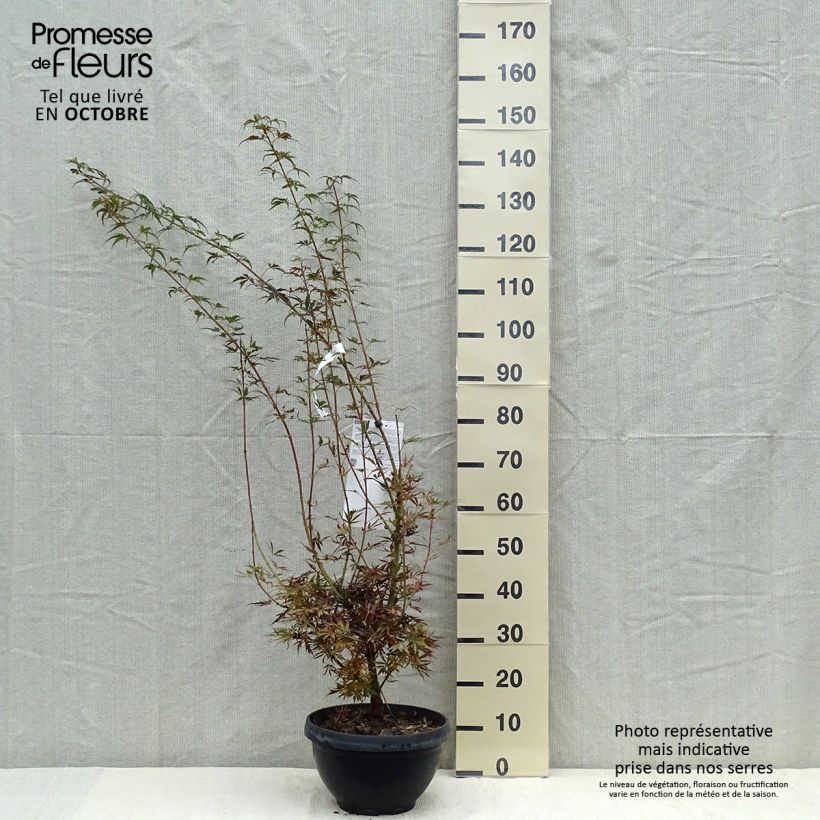 Acer palmatum Jerre Schwartz - Japanese Maple 7.5L/10L bowl sample as delivered in autumn