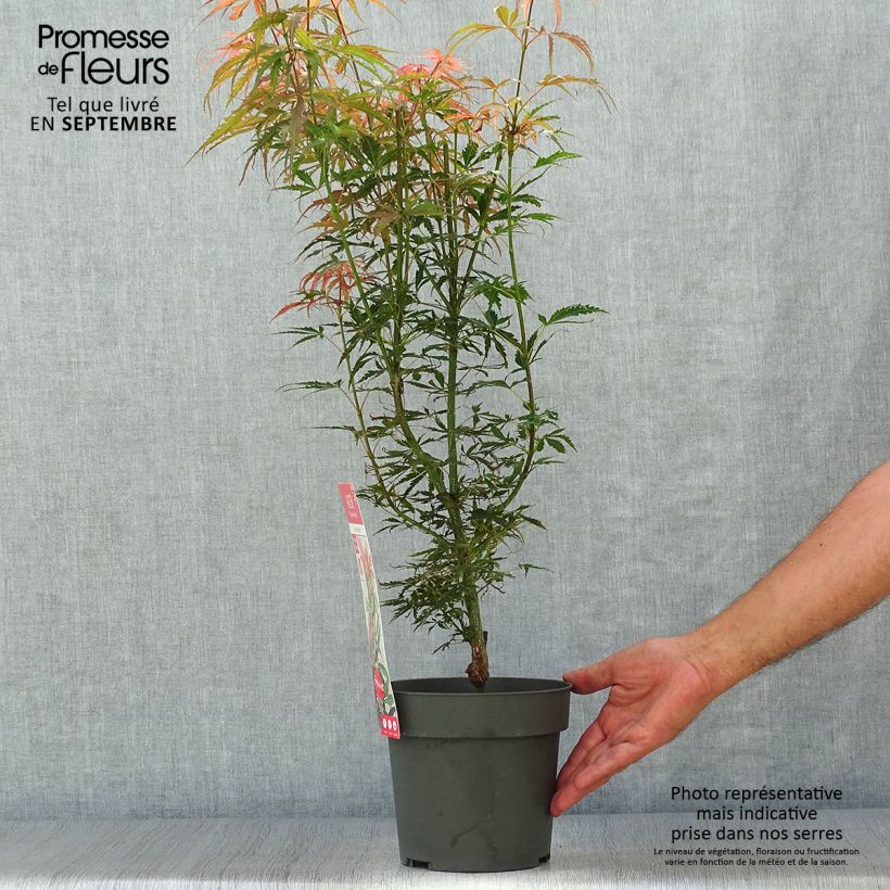 Acer palmatum Jerre Schwartz - Japanese Maple 2L/3L pot sample as delivered in autumn