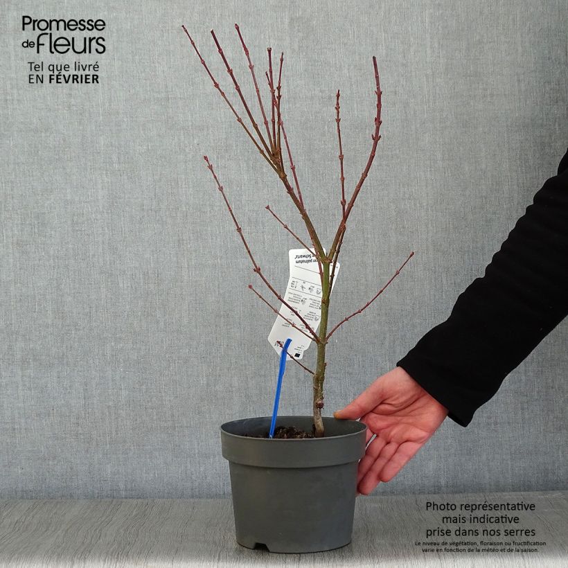 Acer palmatum Jerre Schwartz - Japanese Maple 2L/3L pot sample as delivered in winter