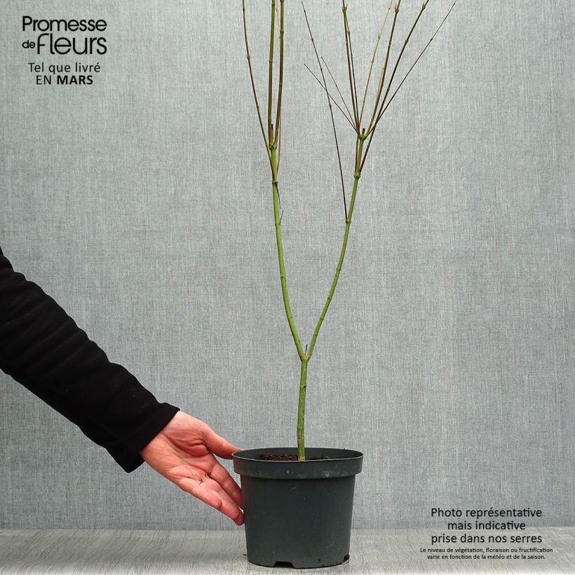 Acer palmatum Phoenix - Japanese Maple 2L/3L pot sample as delivered in spring
