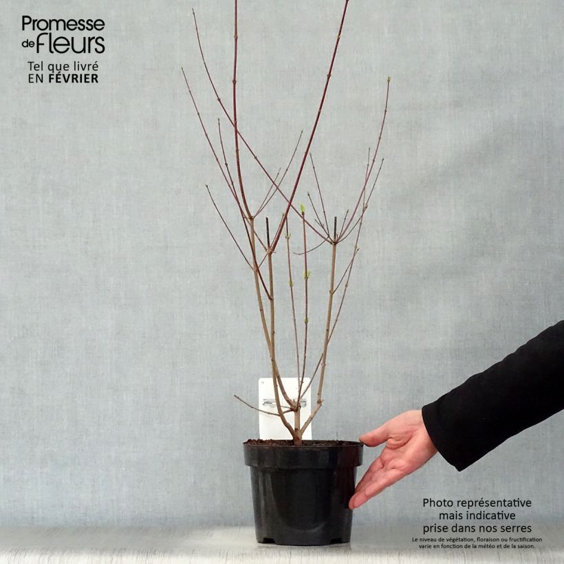 Acer tataricum subsp. ginnala Bailey Compact - Maple 3L/4L pot sample as delivered in winter
