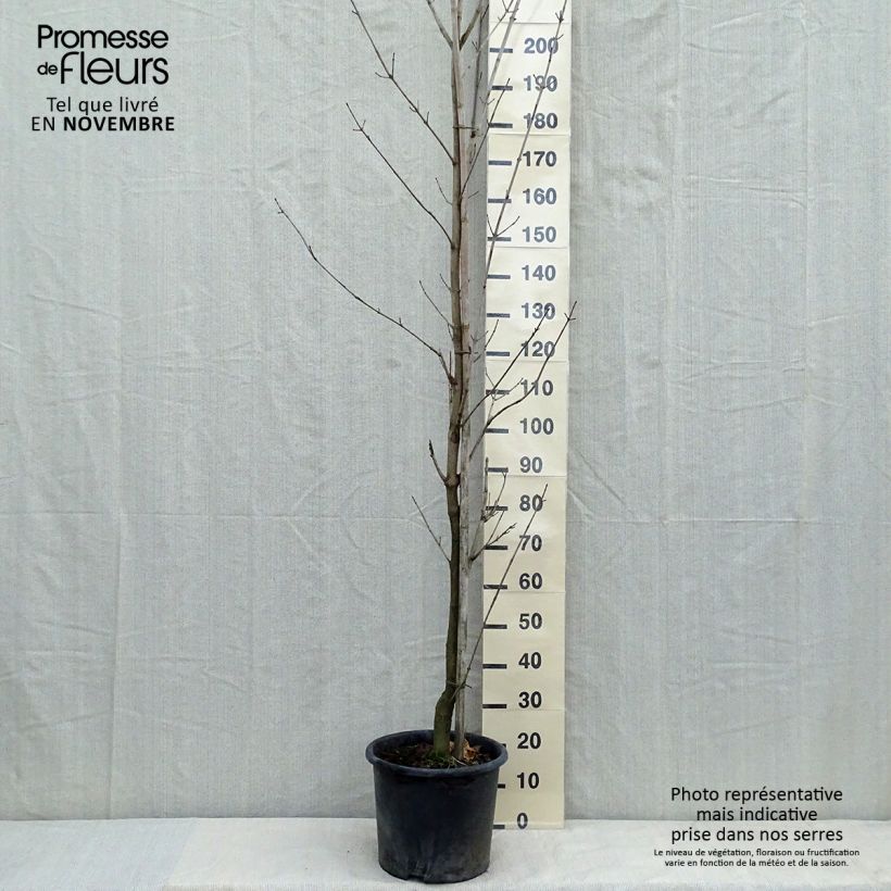 Acer platanoides Drummondii - Maple 7.5L/10L pot sample as delivered in autumn
