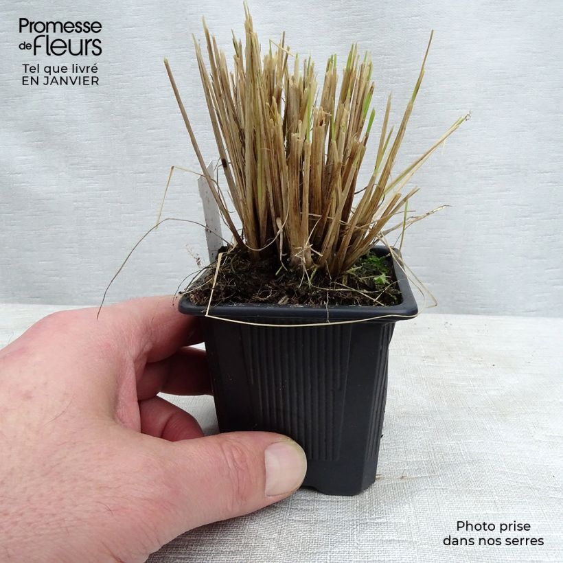 Eragrostis curvula 8/9 cm pot sample as delivered in winter