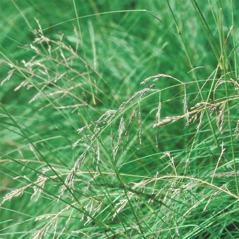 Eragrostis trichodes (Flowering)