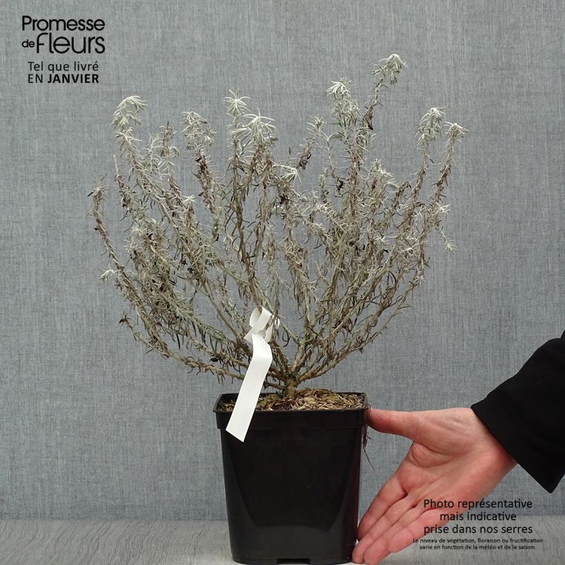 Eremophila nivea Beryls Blue 3L/4L pot sample as delivered in winter