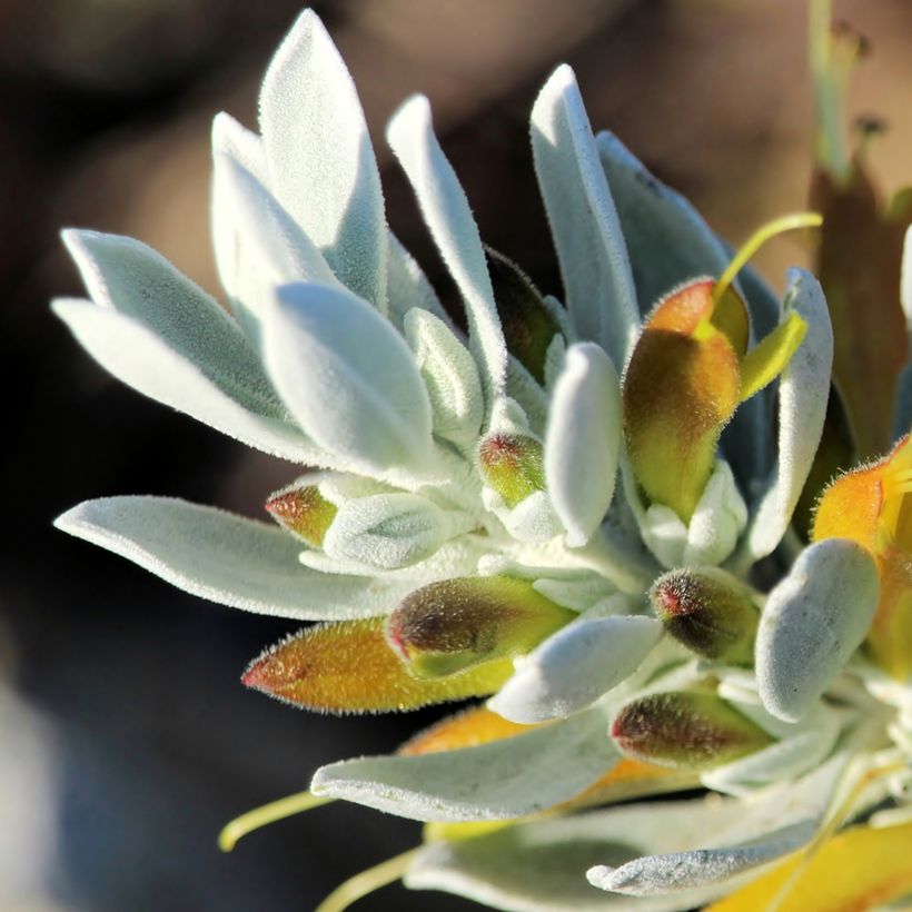 Eremophila glabra Kalbarri Carpet (Flowering)