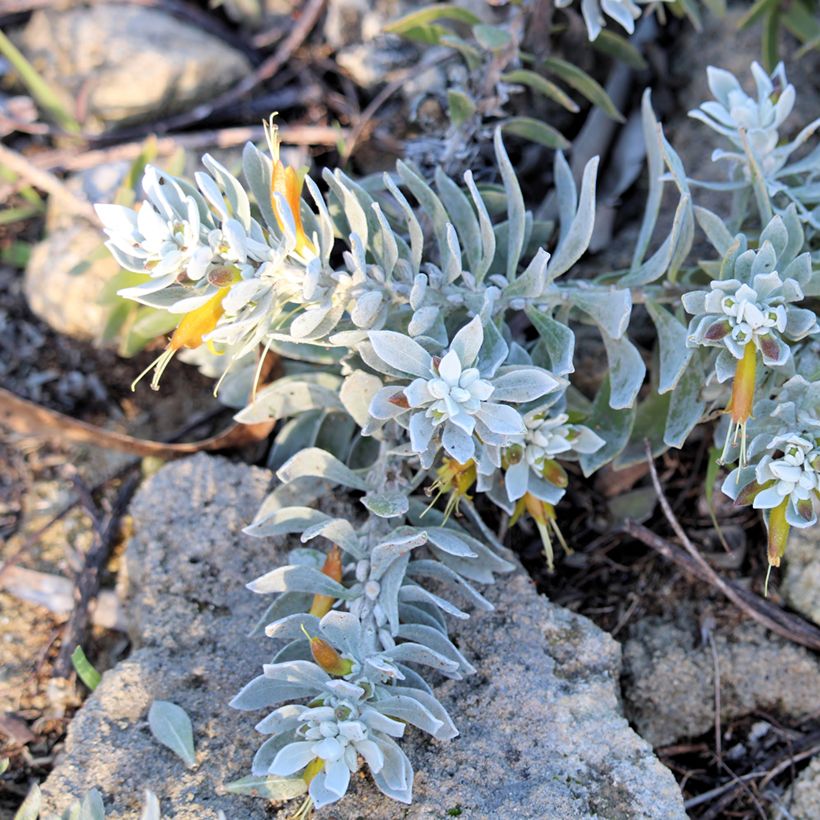 Eremophila glabra Kalbarri Carpet (Plant habit)