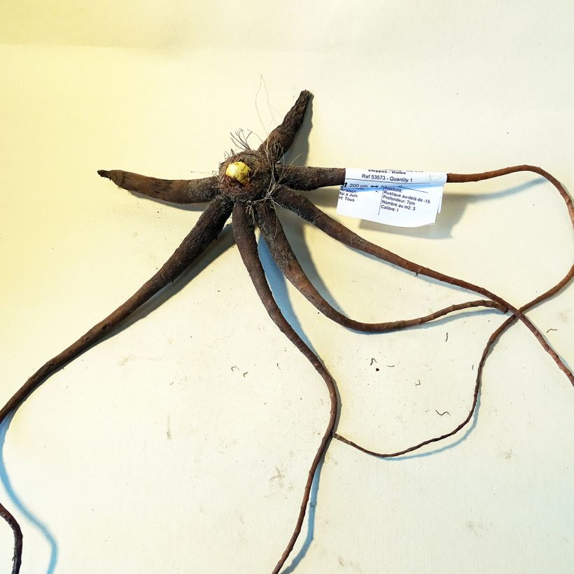 Example of Eremurus himalaïcus - Foxtail Lily Bulb size I specimen as delivered