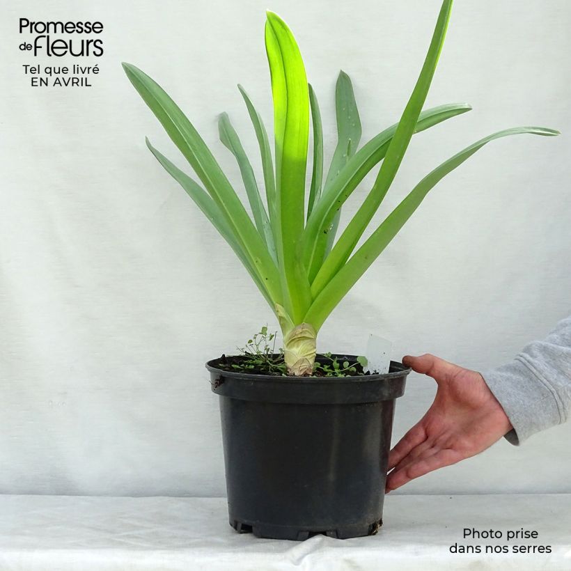Eremurus himalaïcus - Foxtail Lily 7.5L/10L pot sample as delivered in spring
