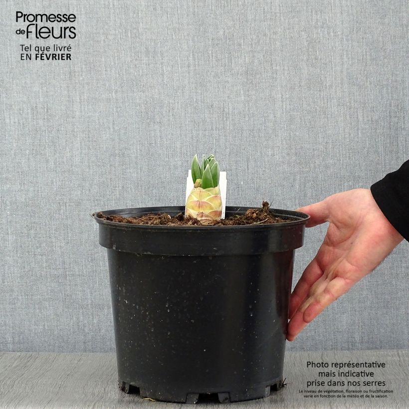 Eremurus himalaïcus - Foxtail Lily 7.5L/10L pot sample as delivered in winter