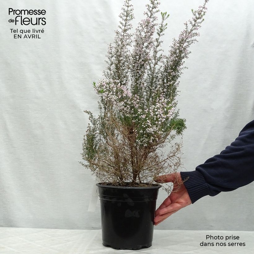 Erica canaliculata - Heath 4L/5L pot sample as delivered in spring