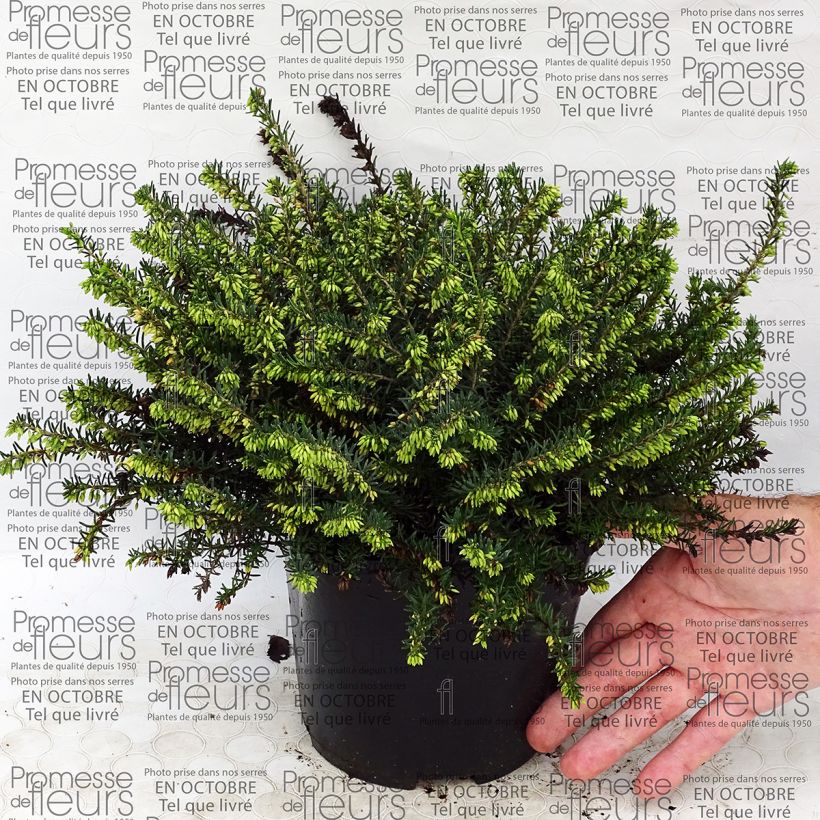 Example of Erica x darleyensis Darley Dale 2L/3L pot specimen as delivered