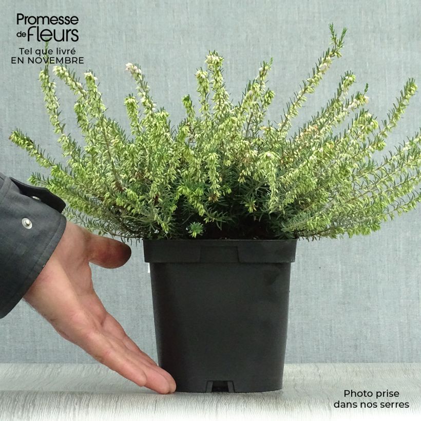Erica x darleyensis Darley Dale 2L/3L pot sample as delivered in autumn