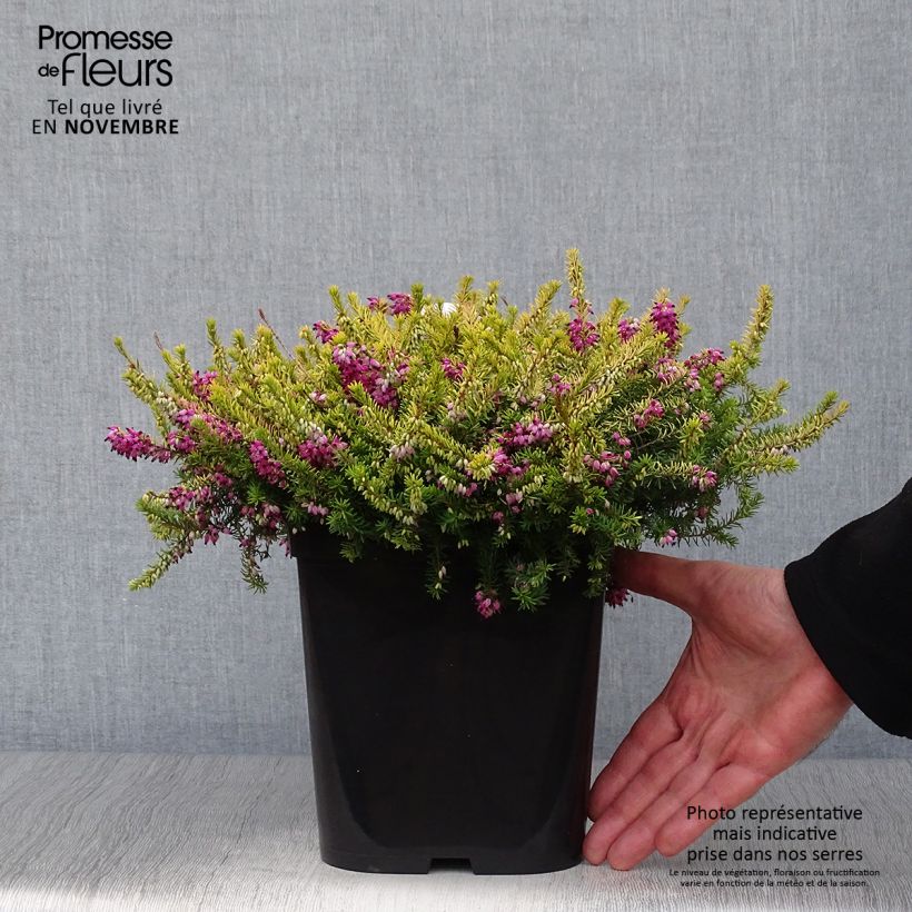 Erica darleyensis Eva Gold - Winter Heath 3L/4L pot sample as delivered in autumn