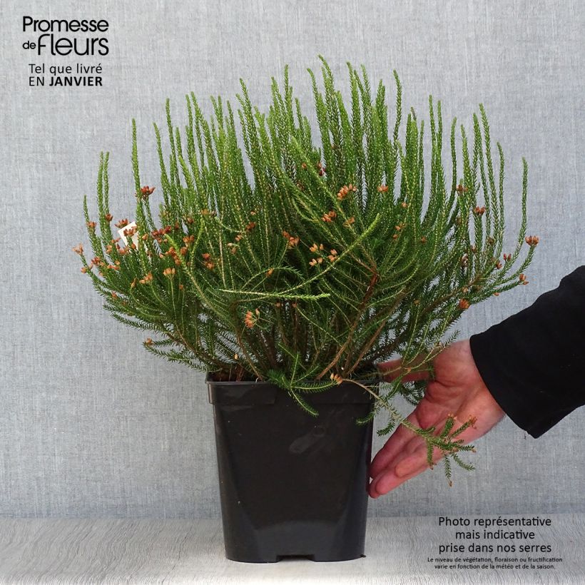 Erica terminalis - Corsican Heath 4L/5L pot sample as delivered in winter