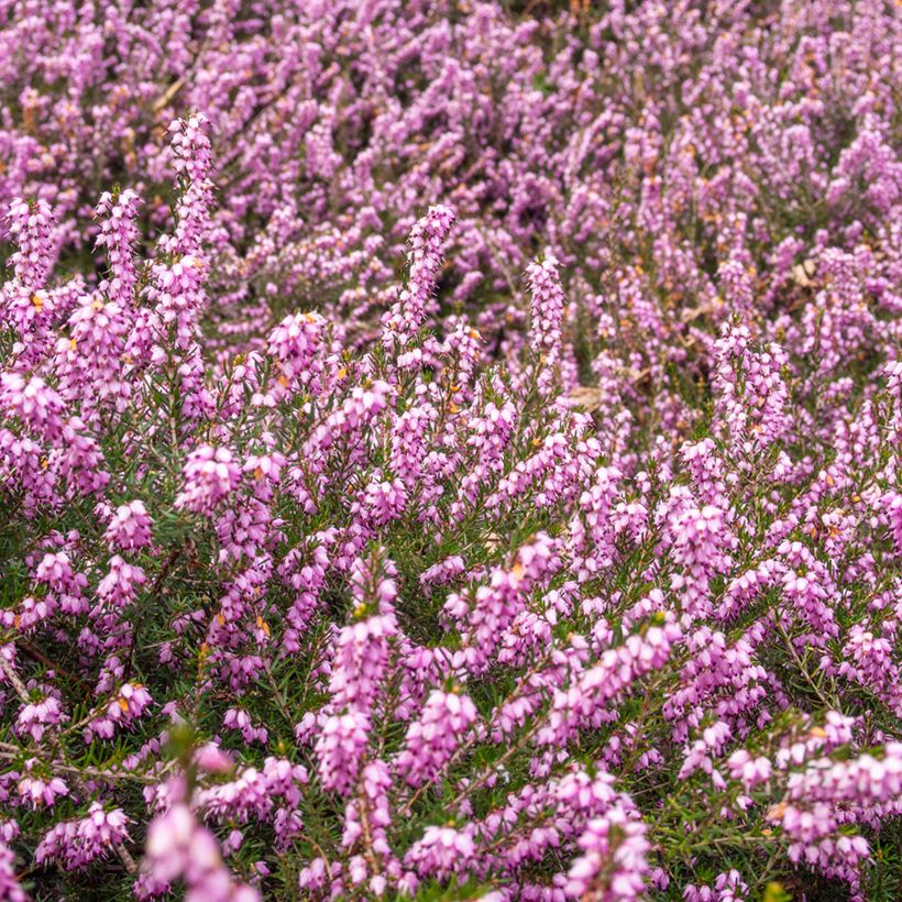 Erica terminalis - Corsican Heath (Plant habit)
