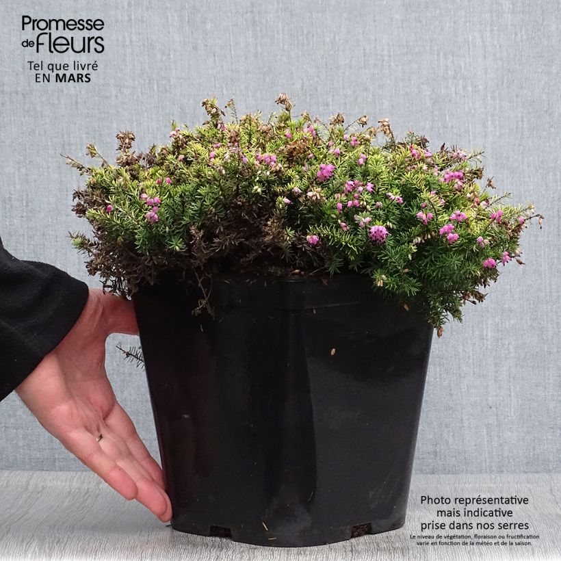 Erica darleyensis Eva Gold - Winter Heath 3L/4L pot sample as delivered in spring