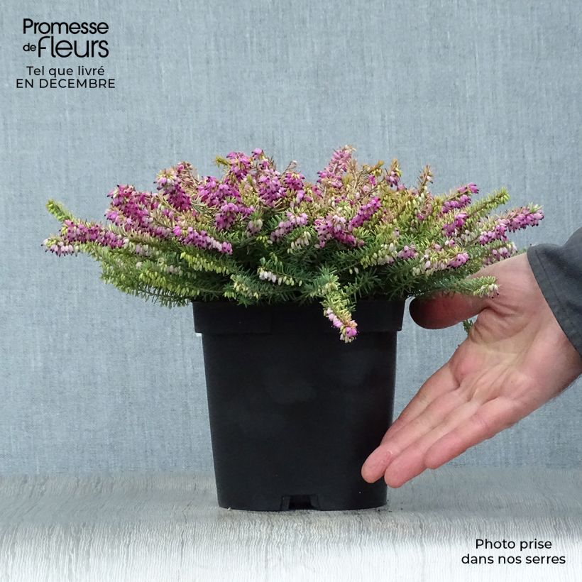 Erica darleyensis Eva Gold - Winter Heath 1L/1.5L pot sample as delivered in winter
