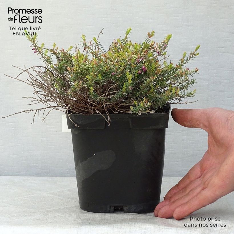 Erica darleyensis Eva Gold - Winter Heath 1L/1.5L pot sample as delivered in spring