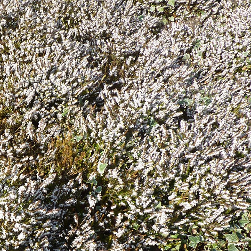 Erica darleyensis f.albiflora Silberschmelze - Winter Heath (Flowering)