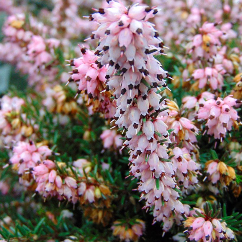 Erica darleyensis Winter Belles PhoebeWinter Heath (Flowering)