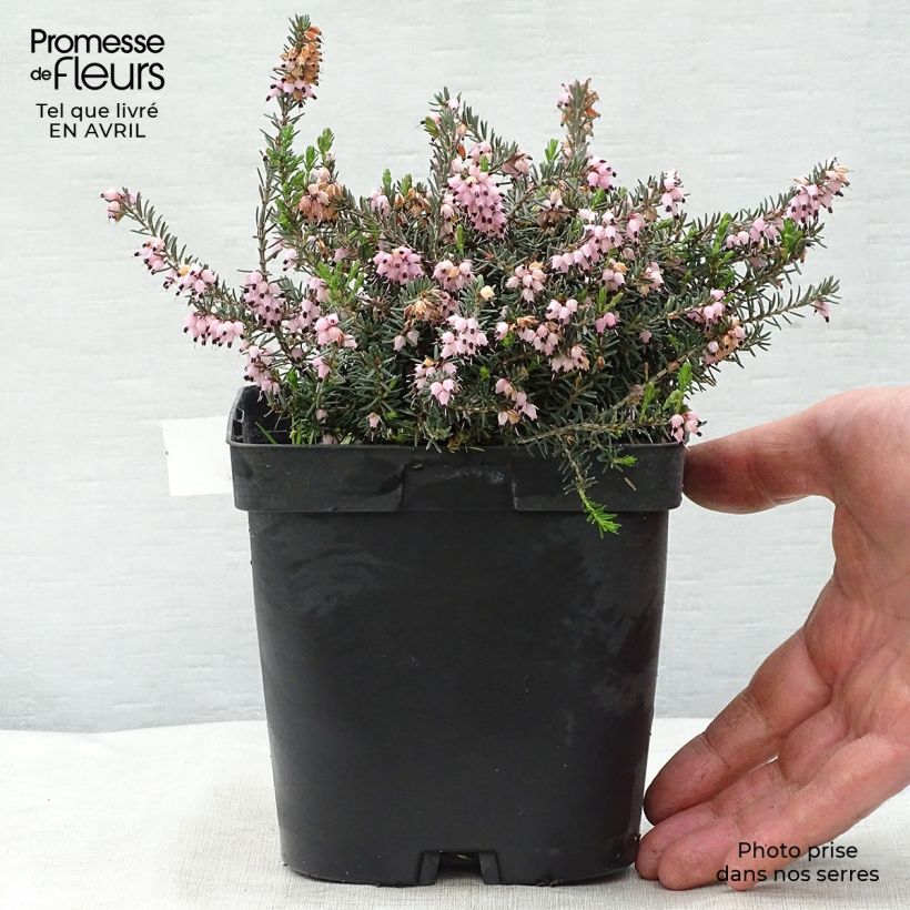 Erica  darleyensis Winter Belles PhoebeWinter Heath 2L/3L pot sample as delivered in spring