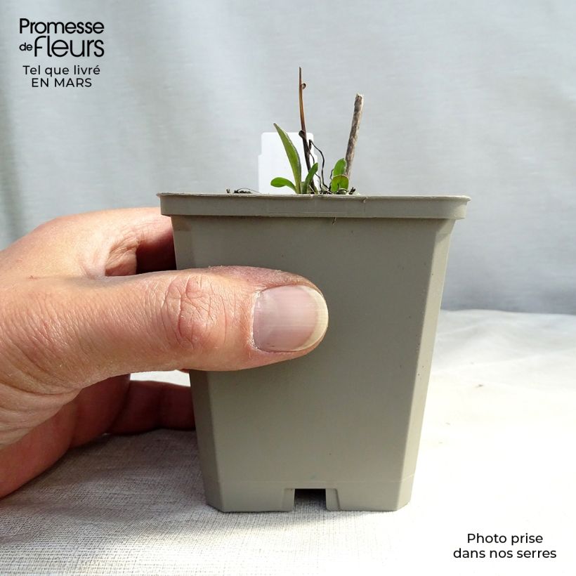 Erigeron speciosus Azure Beauty 8/9 cm pot sample as delivered in winter