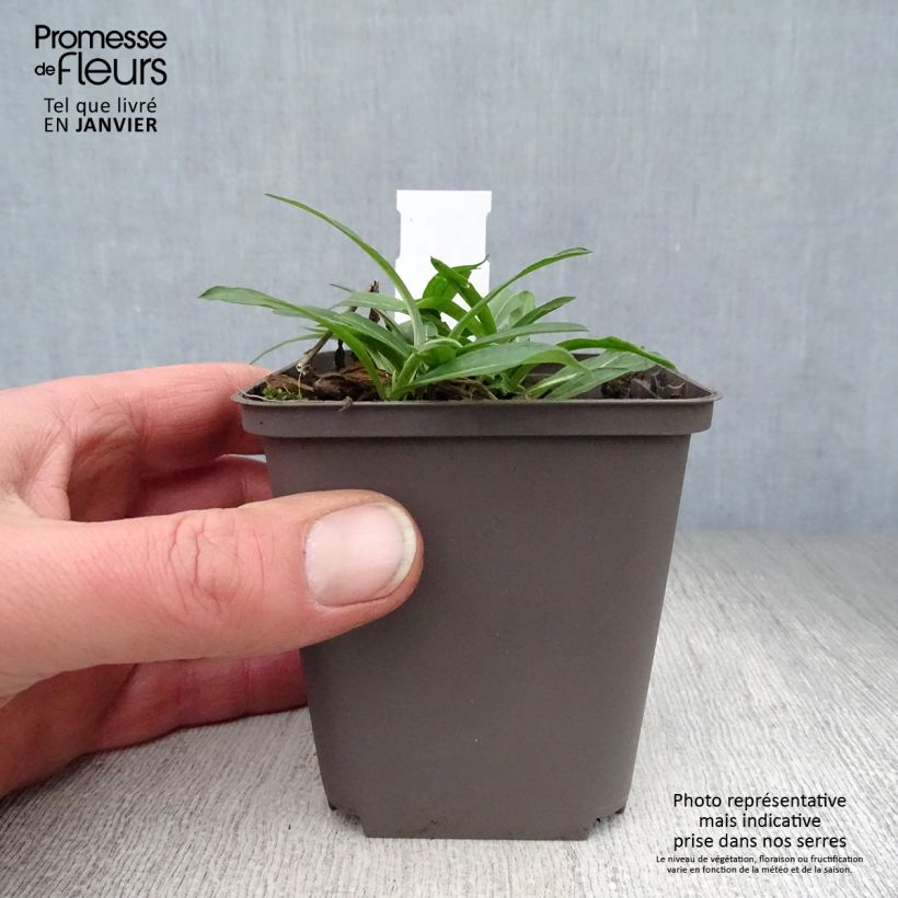 Erigeron Dunkelste Aller 8/9 cm pot sample as delivered in winter