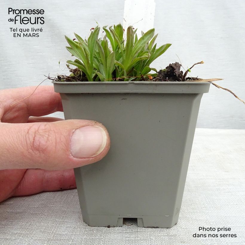 Erigeron Foersters Liebling 8/9 cm pot sample as delivered in winter