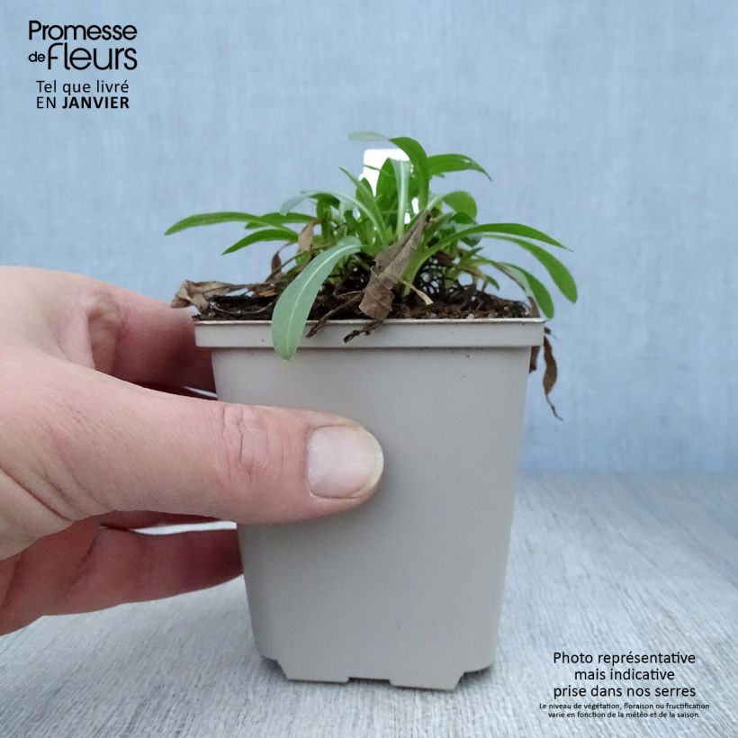 Erigeron Professor Korodi 8/9 cm pot sample as delivered in winter