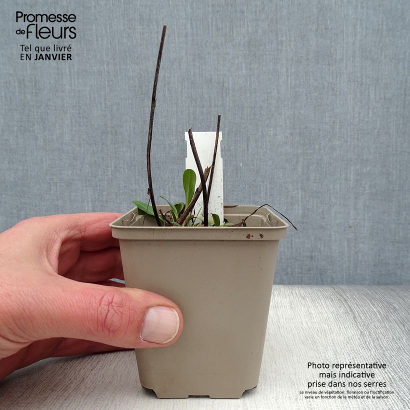 Erigeron Quakeress 8/9 cm pot sample as delivered in winter